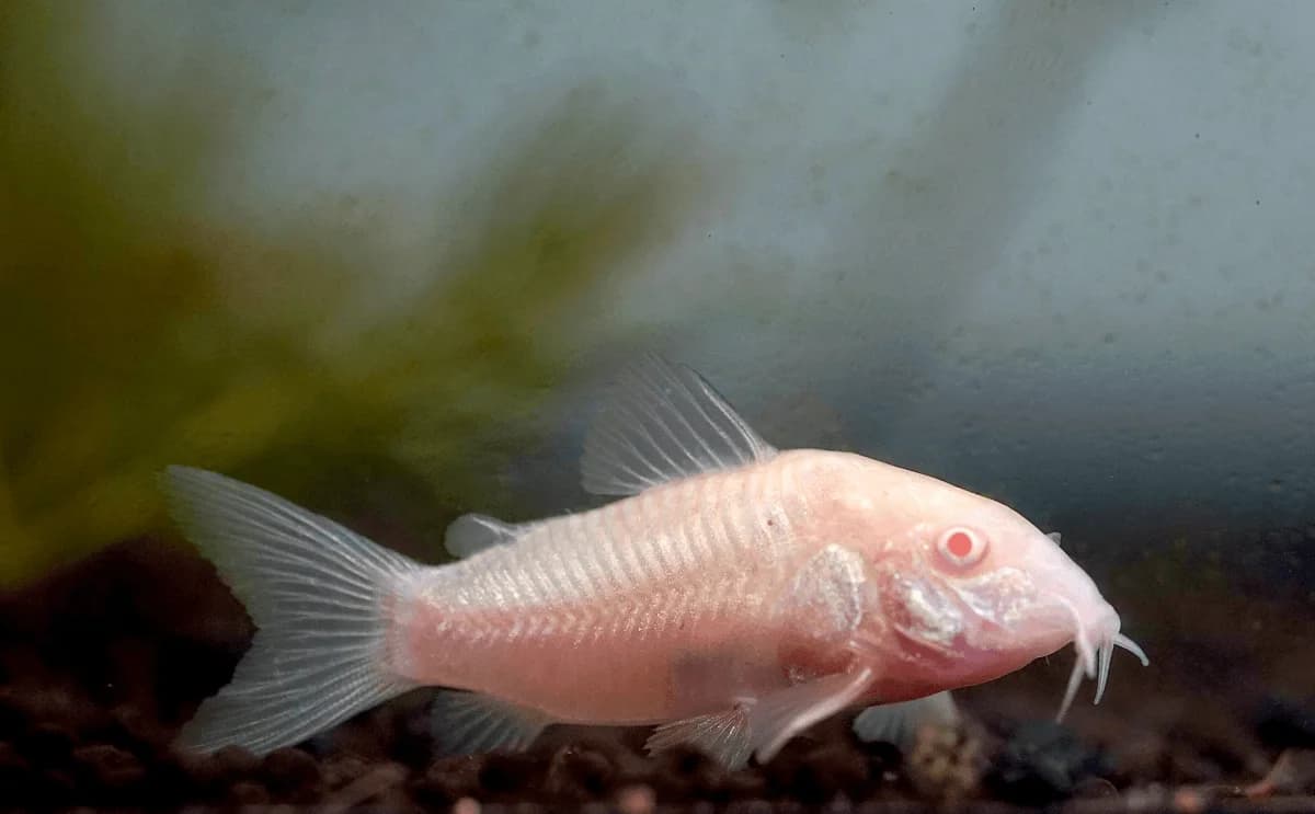 Albino Cory Catfish, a peaceful freshwater aquarium species