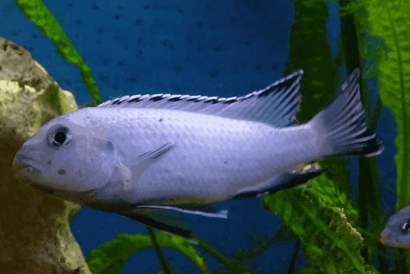 Albino Socolofi Cichlid, a assertive moderate freshwater species for 55+ gallon aquariums