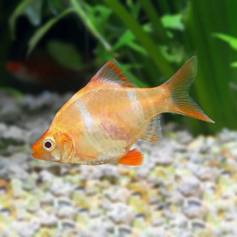 Albino Tiger Barb, a assertive moderate freshwater species for 30+ gallon aquariums