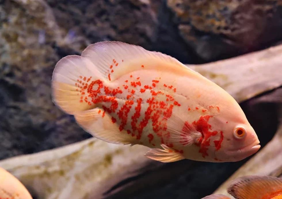 Albino Tiger Oscar Cichlid, a assertive moderate freshwater species for 75+ gallon aquariums