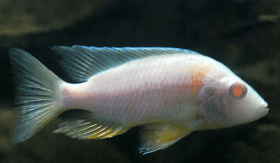 Apache Peacock Cichlid, a flashy 5 inch aquarium species for 55+ gallon tanks