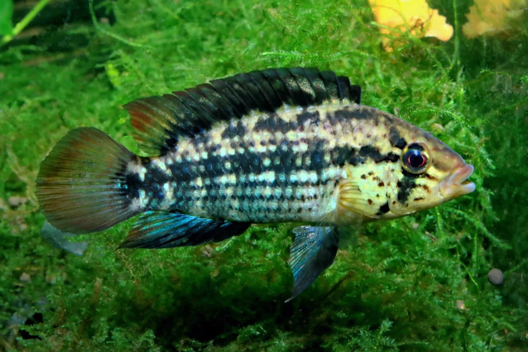 Apistogramma, a community leaning 3 inch aquarium species for 20+ gallon tanks