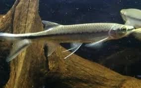 Apollo Shark