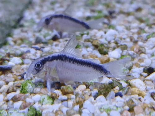 Arcuatus/Skunk Cory Catfish