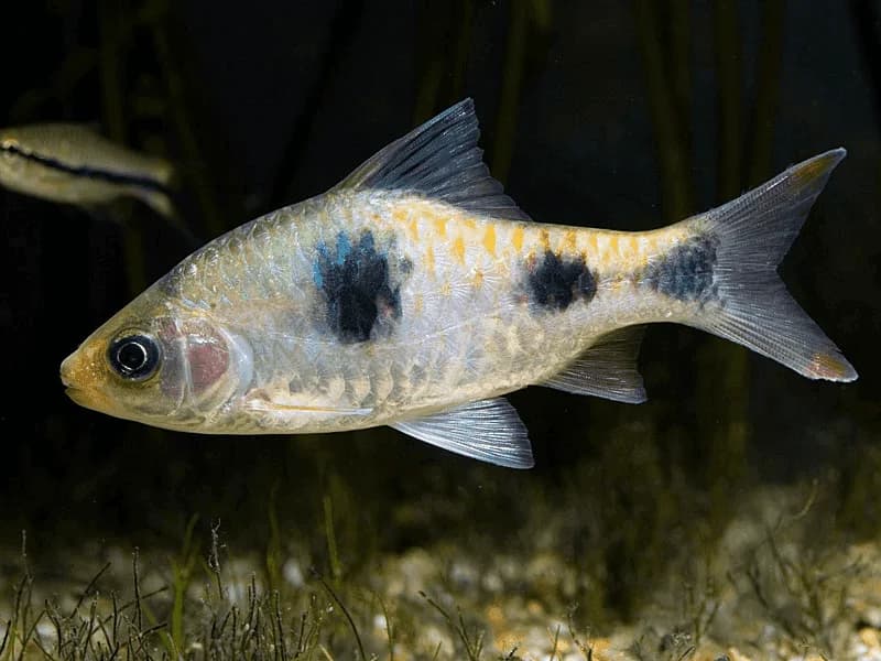 Arulius Barb