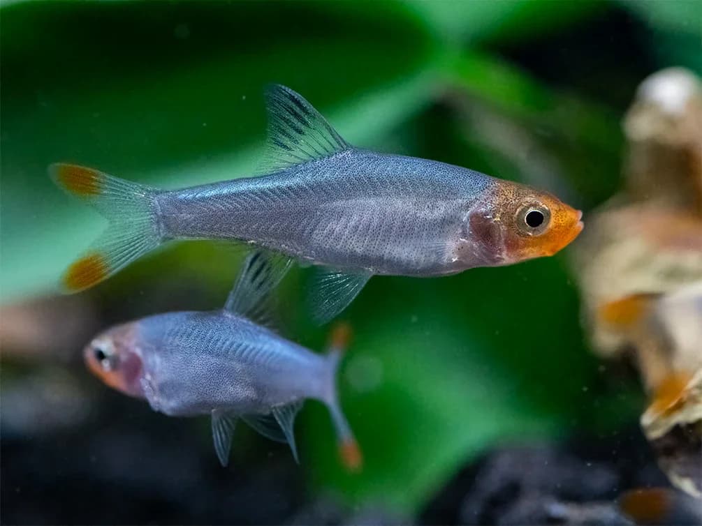 Asian Rummynose Rasbora, a peaceful freshwater aquarium species