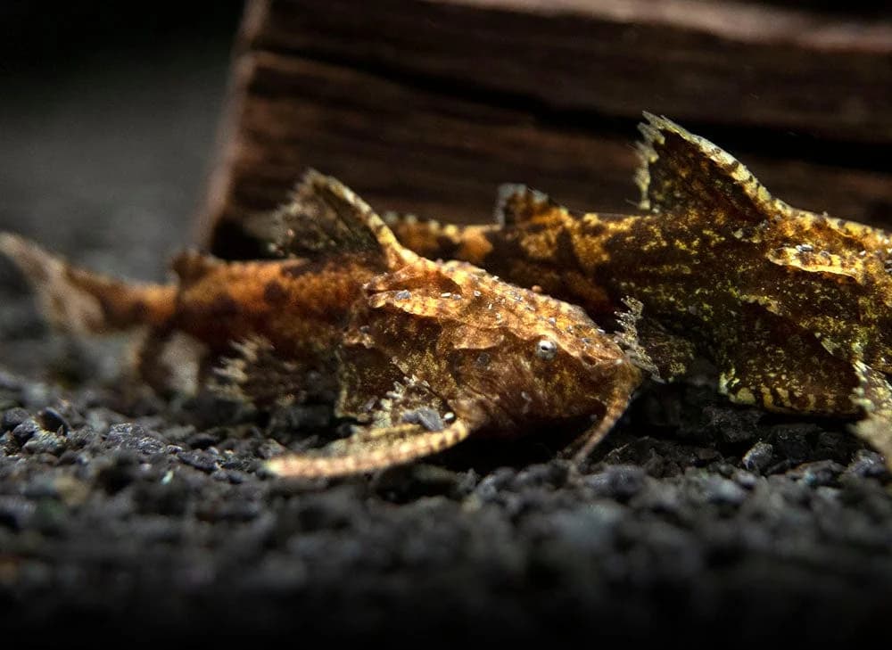 Asian Stone Catfish