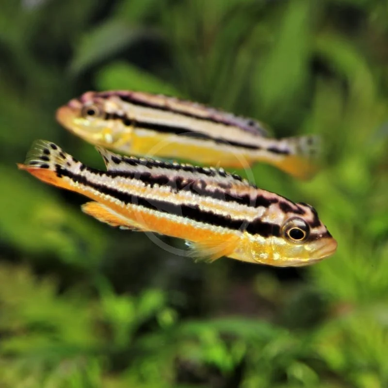 Auratus Cichlid, a assertive moderate freshwater species for 55+ gallon aquariums