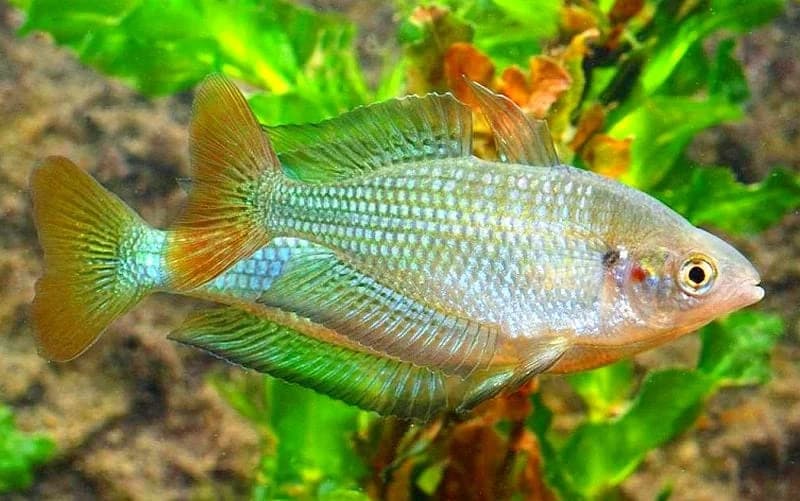 Australian Rainbowfish