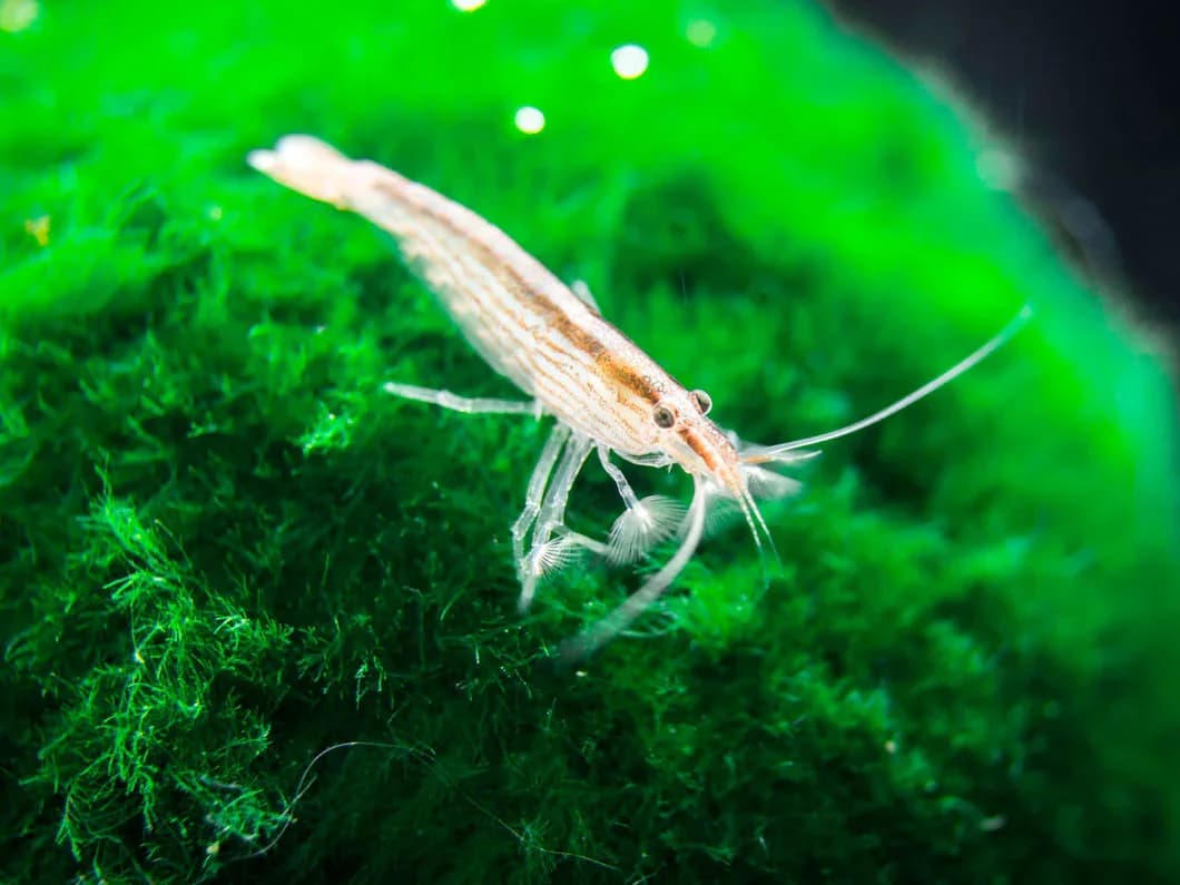 Bamboo Shrimp