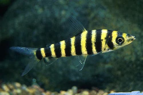 Banded Leporinus, a moderate moderate freshwater species for 100+ gallon aquariums