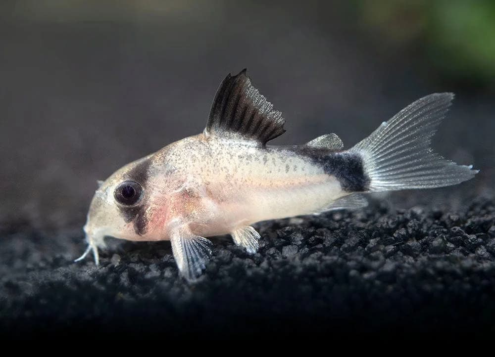 Bandit Cory Catfish