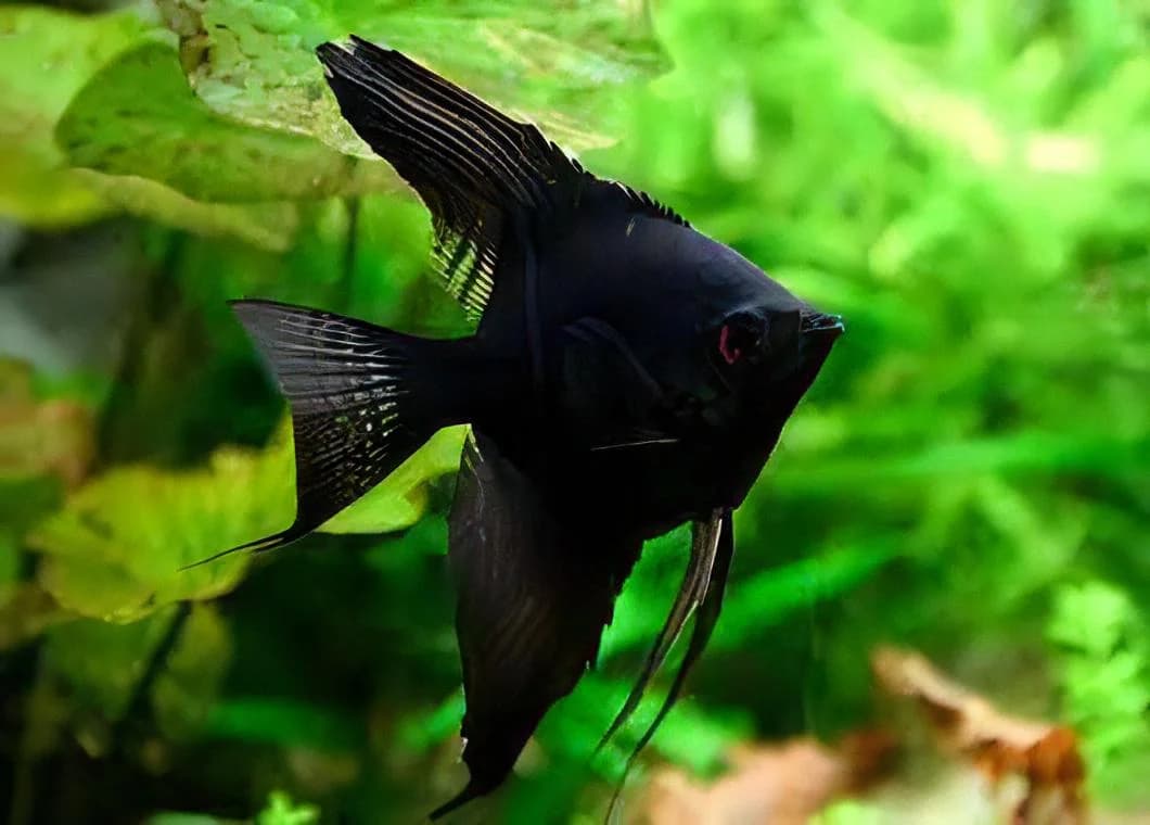 Black Angelfish, a moderate beginner freshwater species for 30+ gallon aquariums