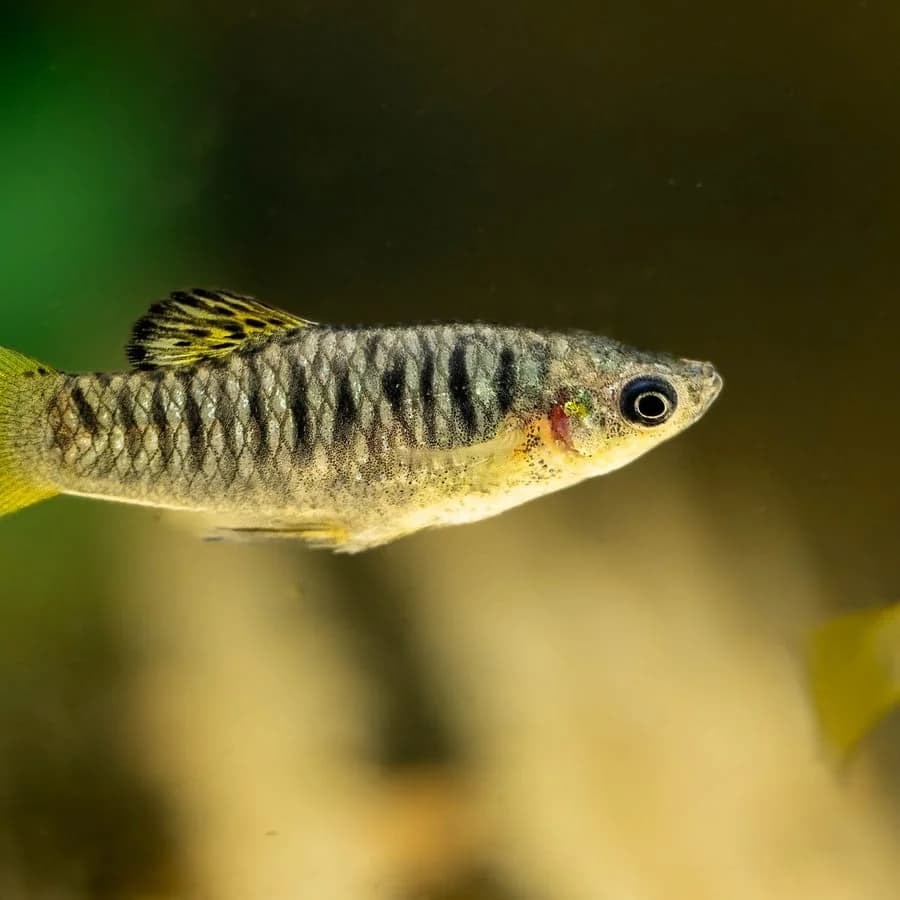 Black-barred Limia