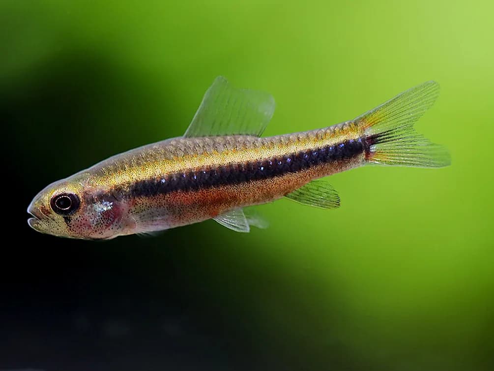Black Darter Tetra