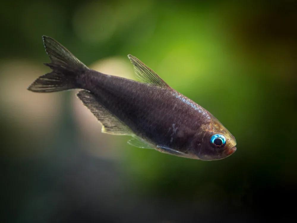 Black Emperor Tetra, a peaceful freshwater aquarium species