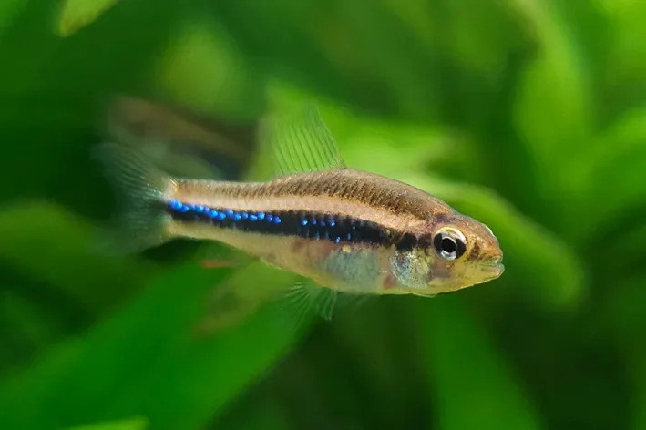 Black Morpho Tetra