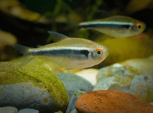 Black Neon Tetra, a peaceful freshwater aquarium species