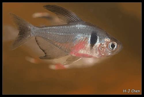 Black Phantom Tetra