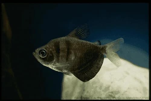 Black Skirt Tetra