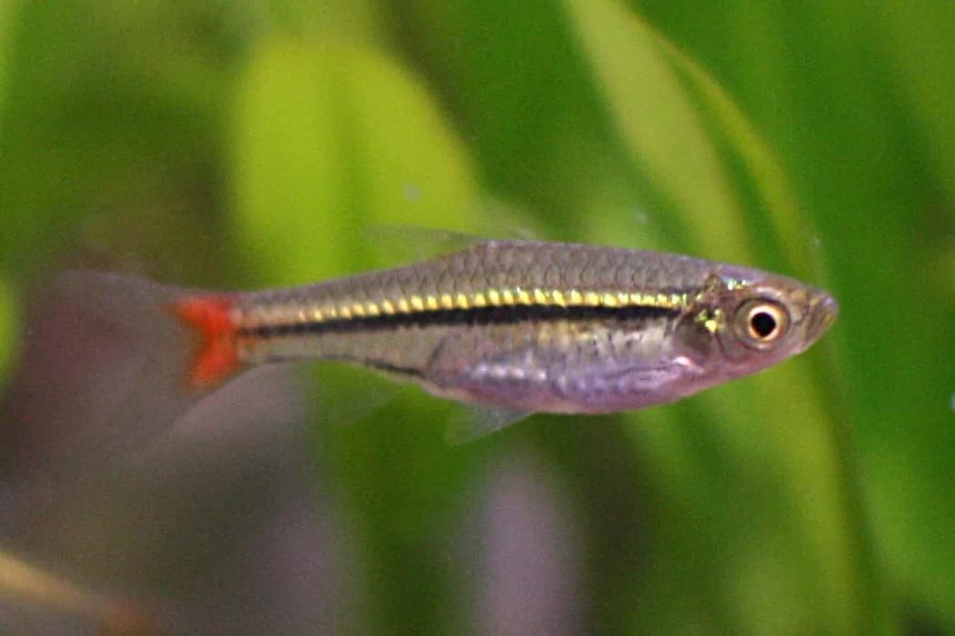 Blackline Rasbora, a peaceful beginner freshwater aquarium species