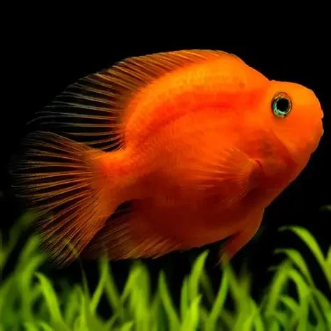 Blood Parrot Cichlid, a territorial 8 inch aquarium species for 75+ gallon tanks