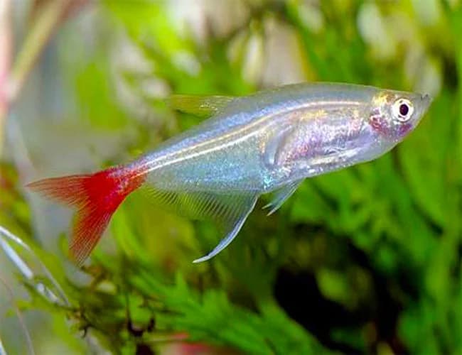 Bloodfin Tetra, a community leaning 2 inch aquarium species for 20+ gallon tanks