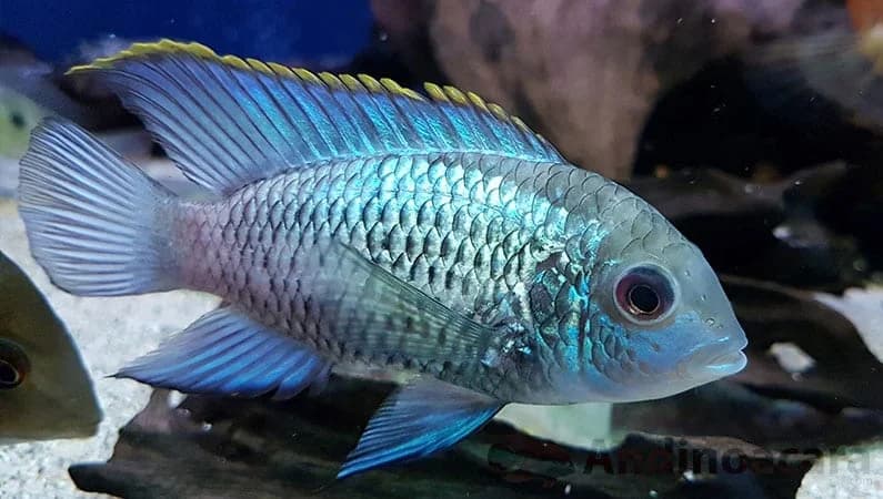Blue Acara