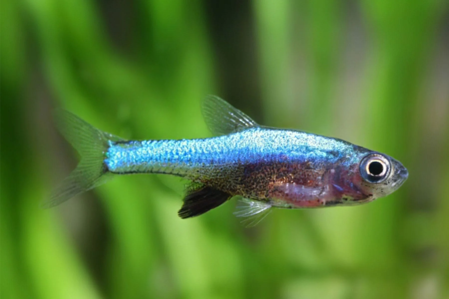 Blue Axelrodi Rasbora