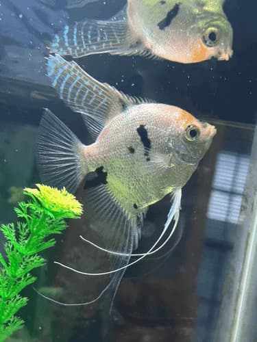 Blue Blushing Angelfish, a flashy 6 inch aquarium species for 30+ gallon tanks