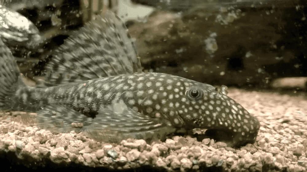 Blue Eye Ancistrus Catfish