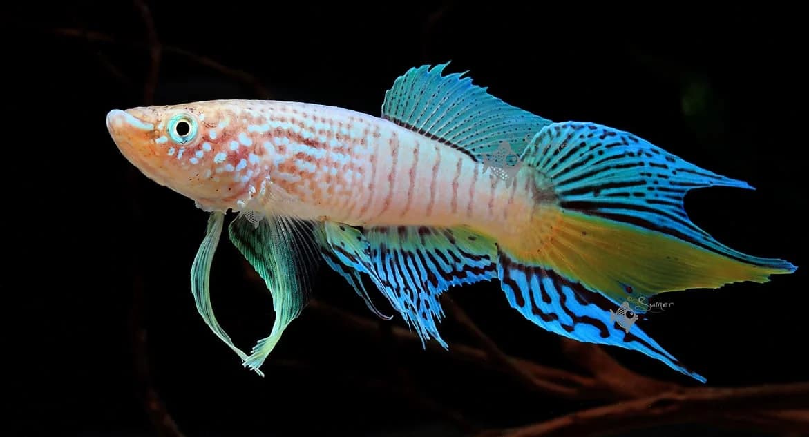 Blue Gularis Killifish
