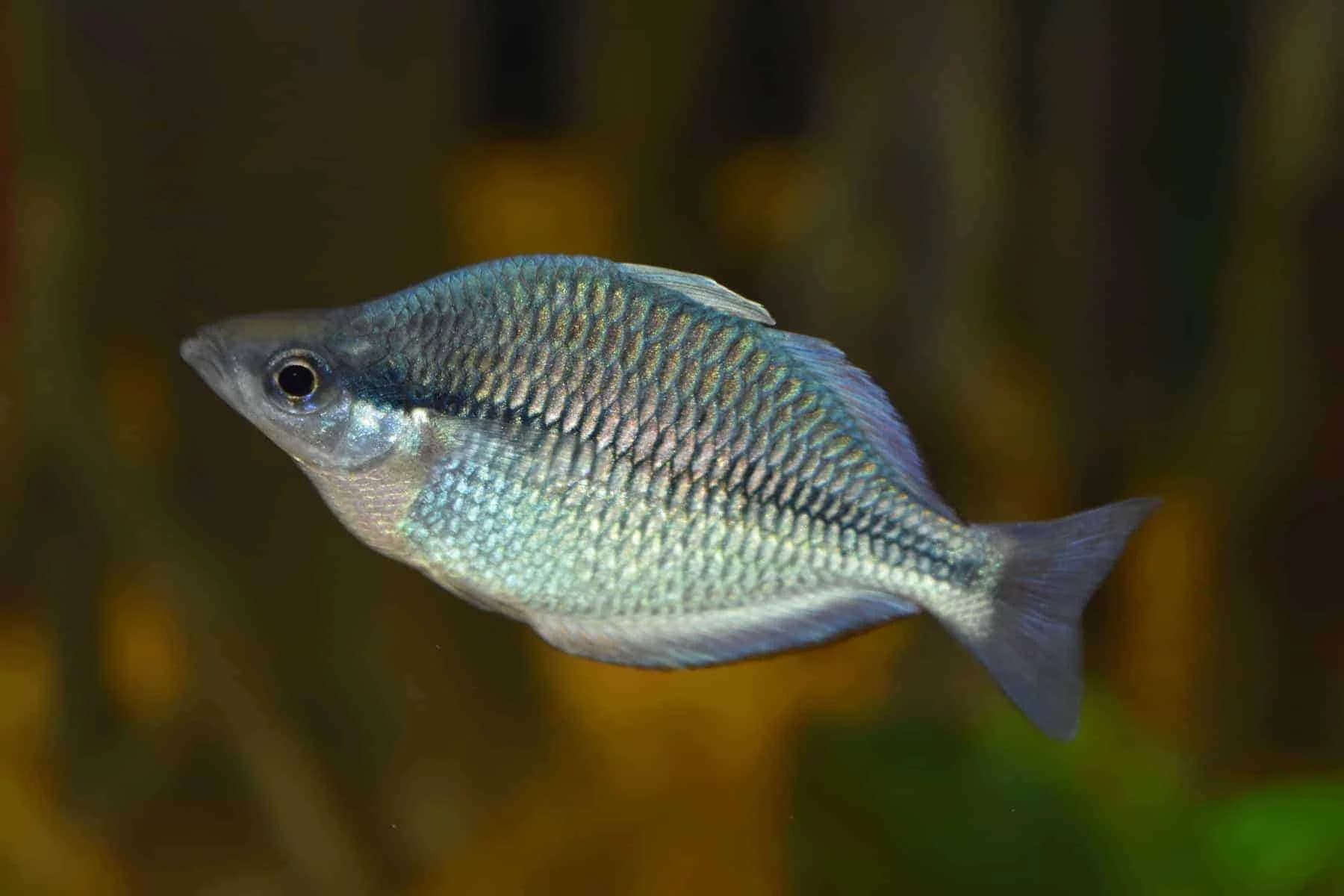 Blue Kamaka Rainbowfish