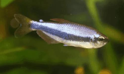 Blue Kerri/Emperor Tetra, a flashy 1.5 inch aquarium species for 20+ gallon tanks
