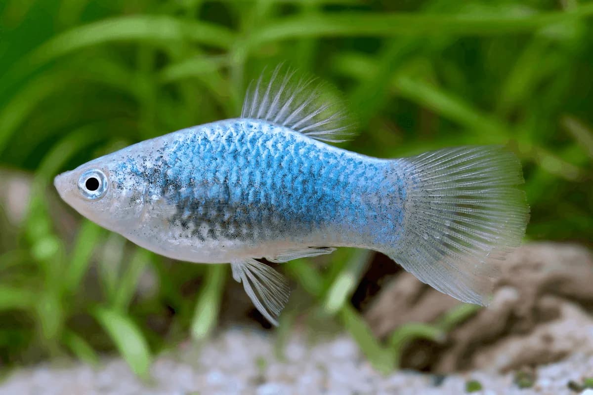 Blue Platy, a community leaning 2.5 inch aquarium species for 20+ gallon tanks