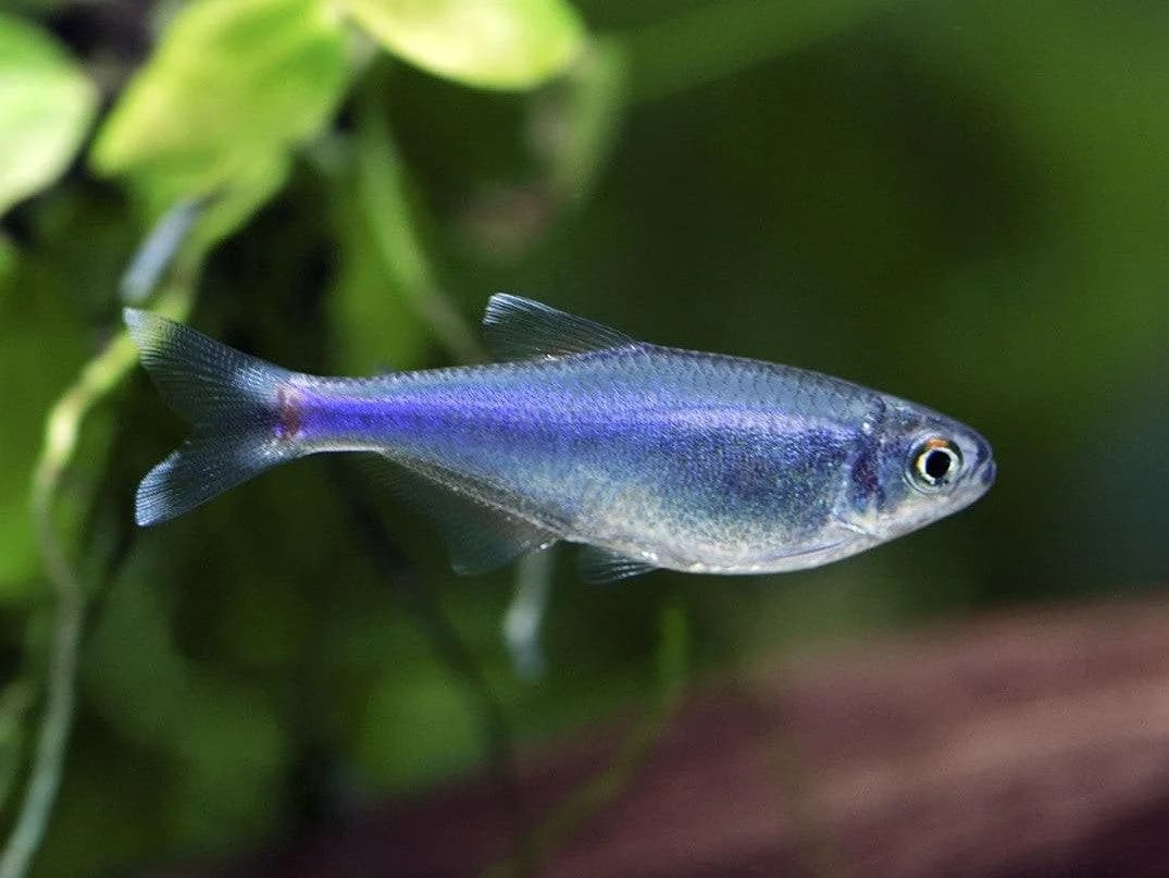 Blue Tetra, a community leaning 2 inch aquarium species for 20+ gallon tanks