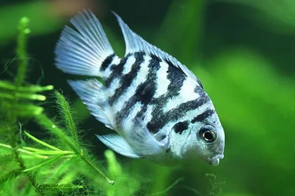 Blue Tiger Parrot Cichlid, a territorial 8 inch aquarium species for 75+ gallon tanks
