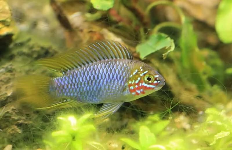 Borellii Apistogramma, a flashy 2.5 inch aquarium species for 20+ gallon tanks