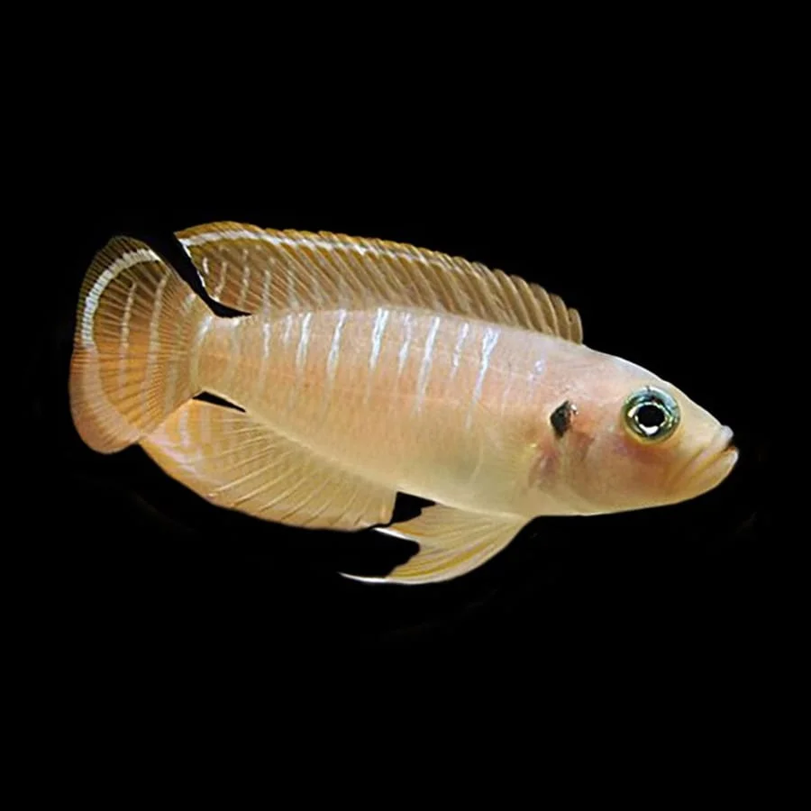 Brevis Shell Dweller, a community leaning 2.5 inch aquarium species for 20+ gallon tanks