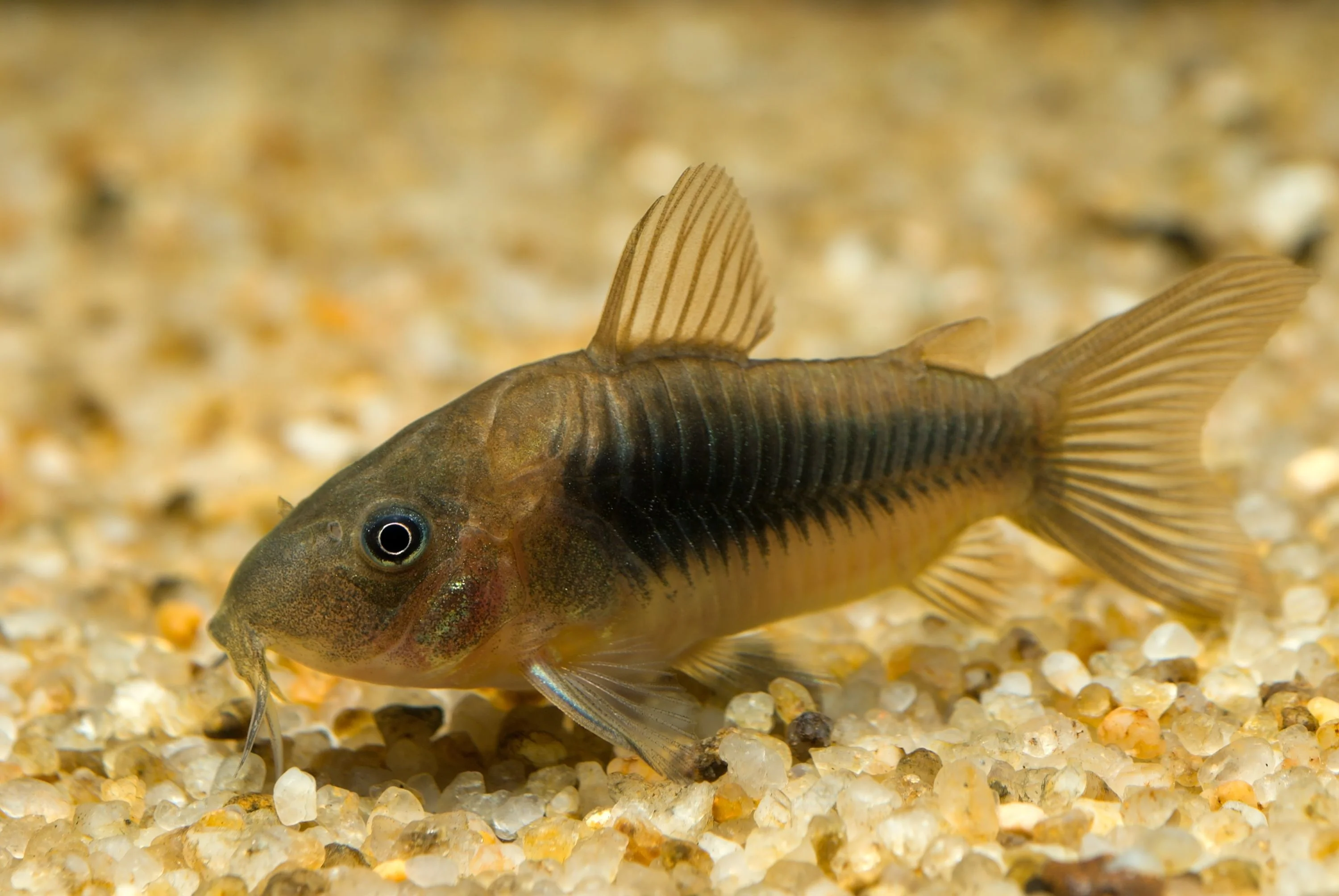 Bronze/Albino Corydoras, a community leaning 2.5 inch aquarium species for 20+ gallon tanks