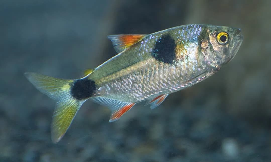 Bucktooth Tetra, a fin-nipper 3 inch aquarium species for 40+ gallon tanks