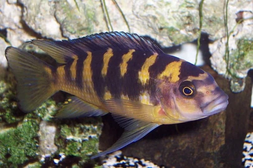 Bumblebee Cichlid, a territorial 6 inch aquarium species for 75+ gallon tanks