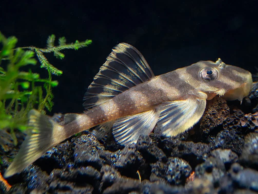 Butterfly Pleco