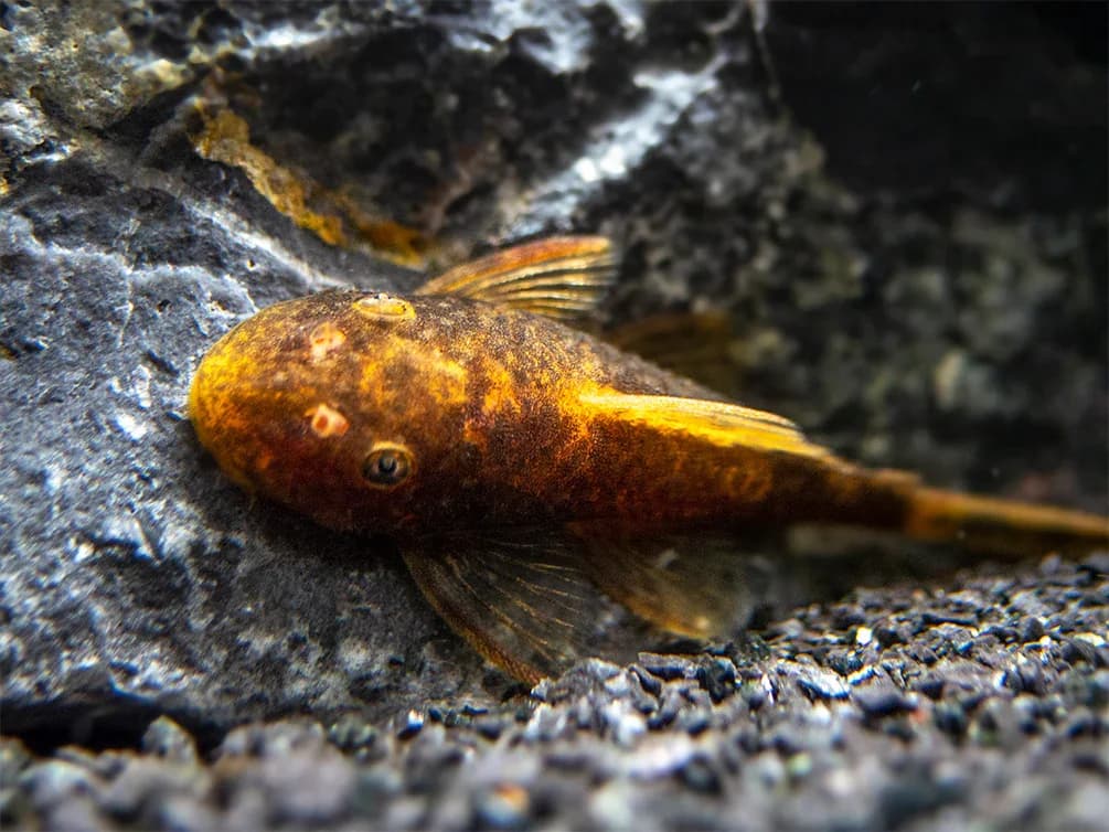 Calico Ancistrus Catfish, a community leaning 5 inch aquarium species for 30+ gallon tanks