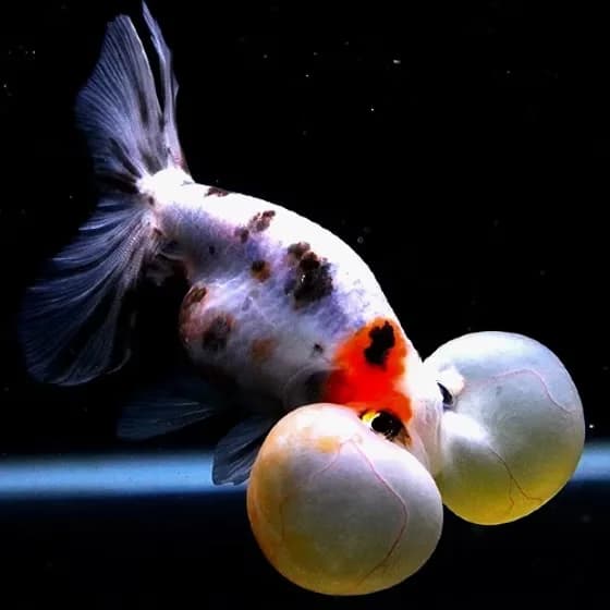 Calico Bubble Eye Goldfish