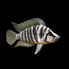 Calvus Cichlid, a community leaning 6 inch aquarium species for 55+ gallon tanks