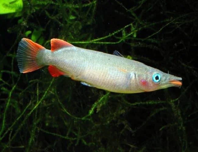 Celebes Halfbeak