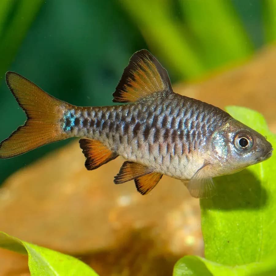 Checker Barb