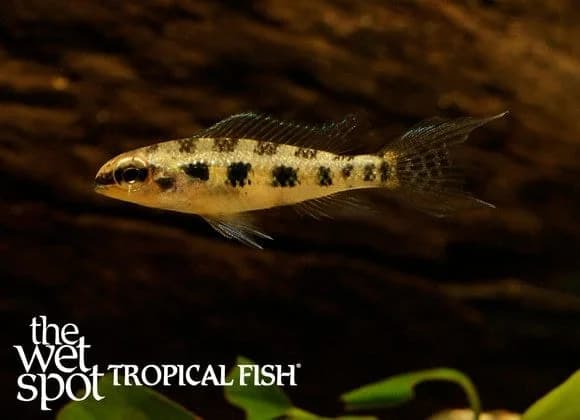 Checkerboard Cichlid, a flashy 3 inch aquarium species for 20+ gallon tanks