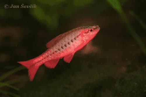 Cherry Barb, a community leaning 2 inch aquarium species for 20+ gallon tanks